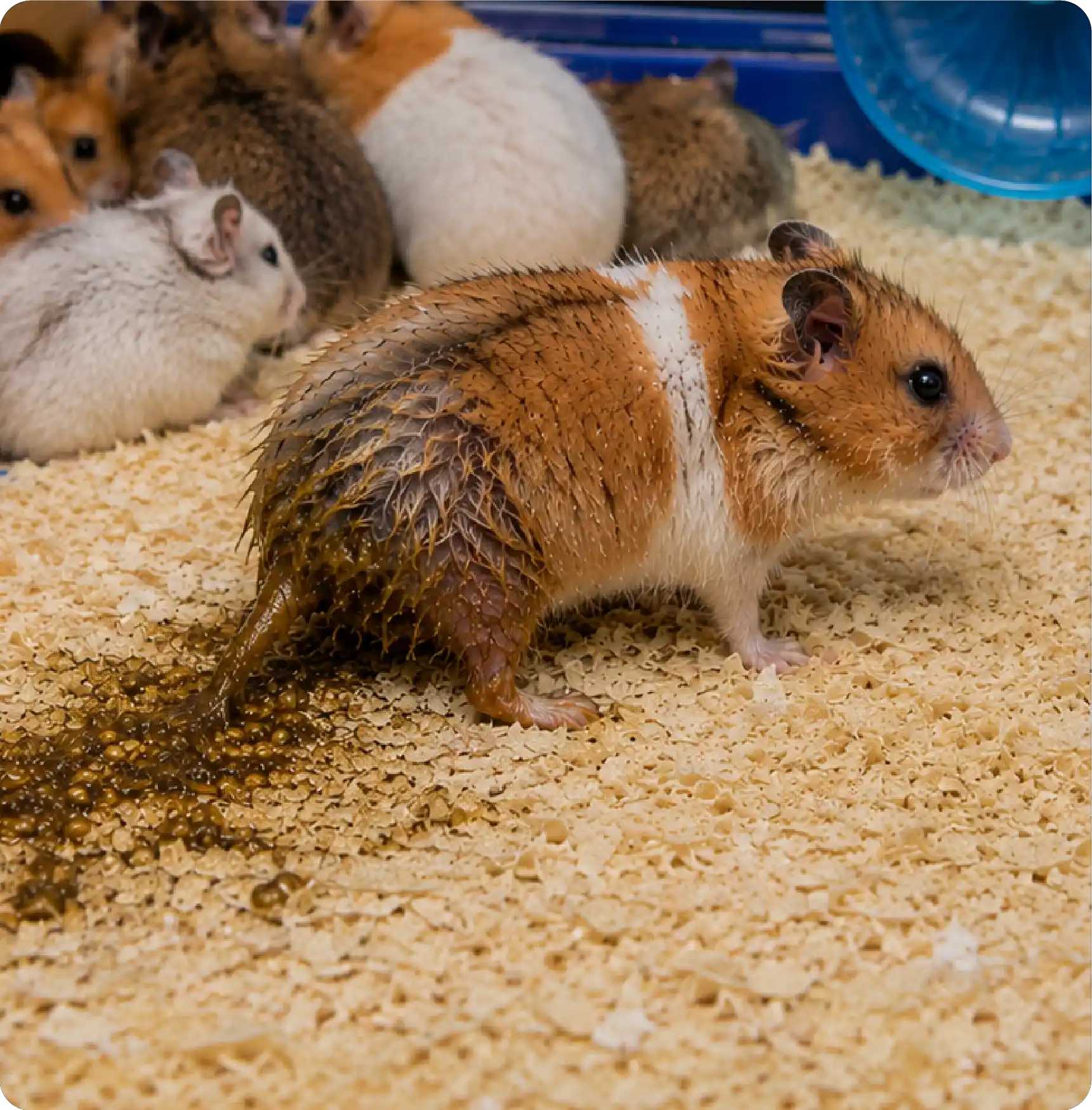 Stress-Induced Wet Tail